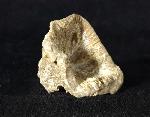 Goniophyllum pyramidale (HISINGER 1831) - Bild © FossNet FossilienStore
